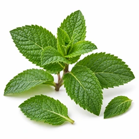 Peppermint Leaves