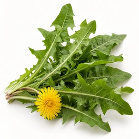 Dandelion Leaves